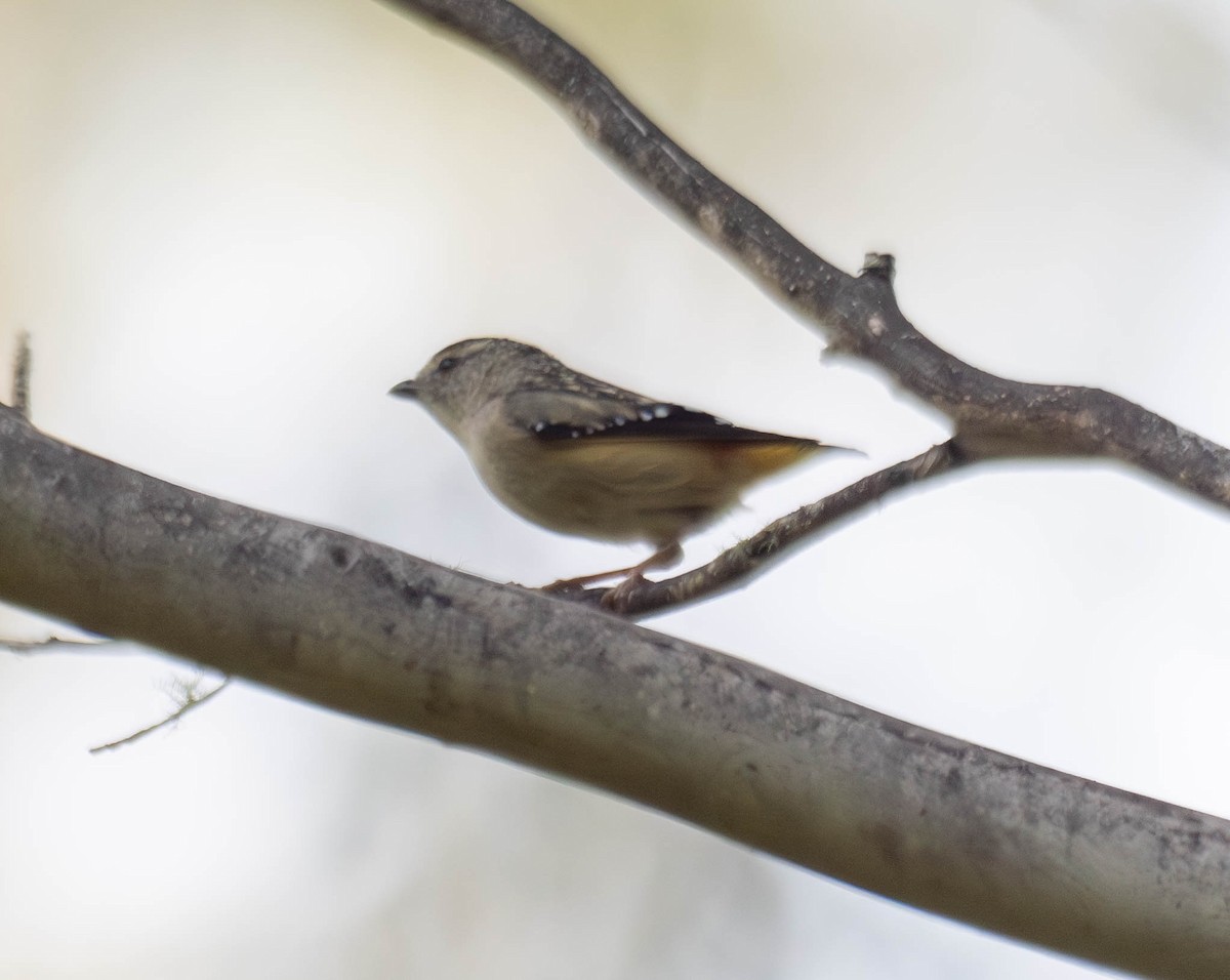 Spotted Pardalote - ML646187994