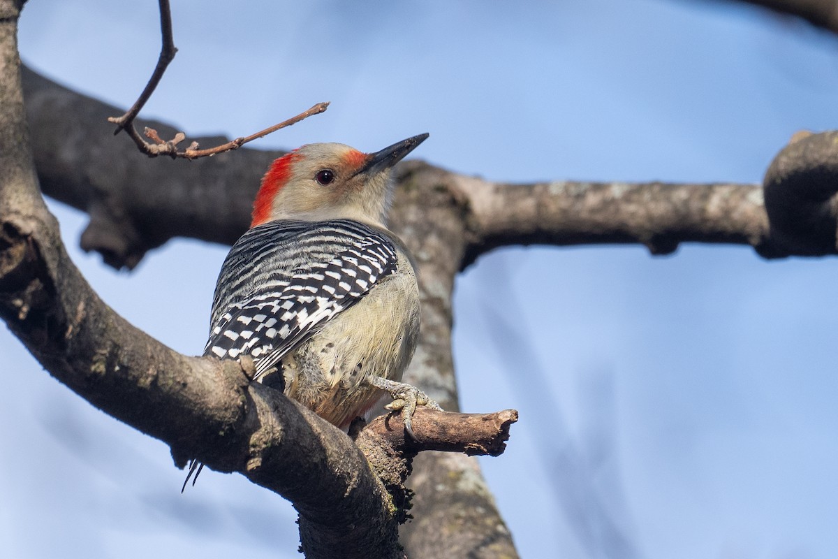 Red-bellied Woodpecker - ML646187996