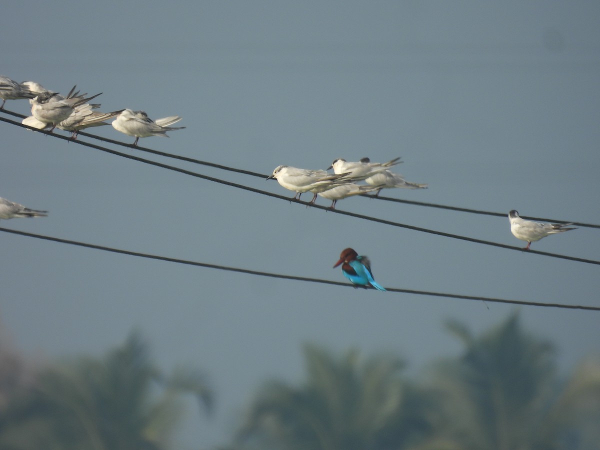 White-throated Kingfisher - ML646188004