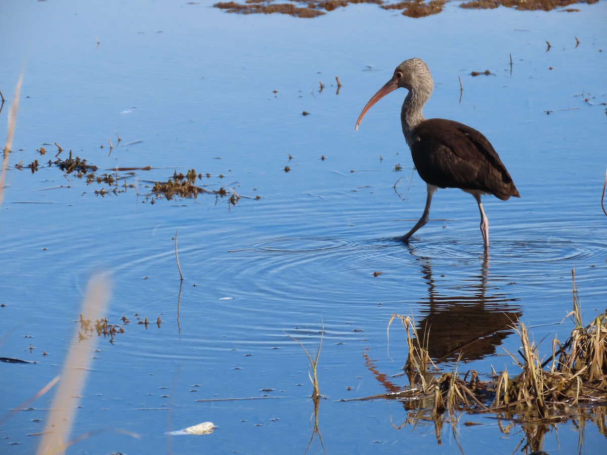 White Ibis - ML646188005