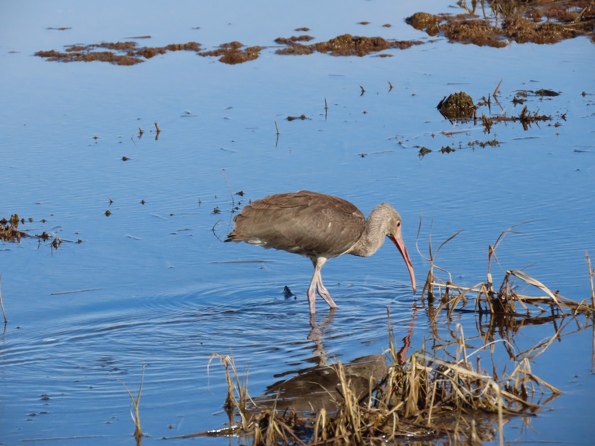 White Ibis - ML646188006