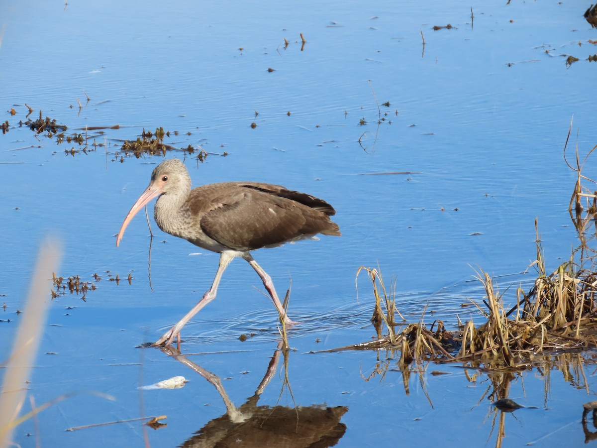 White Ibis - ML646188007