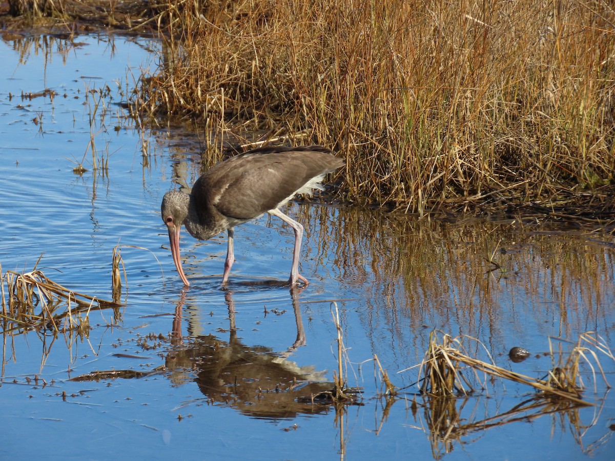 White Ibis - ML646188008