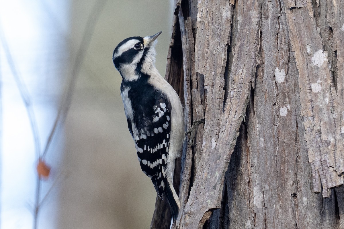 Downy Woodpecker - ML646188013