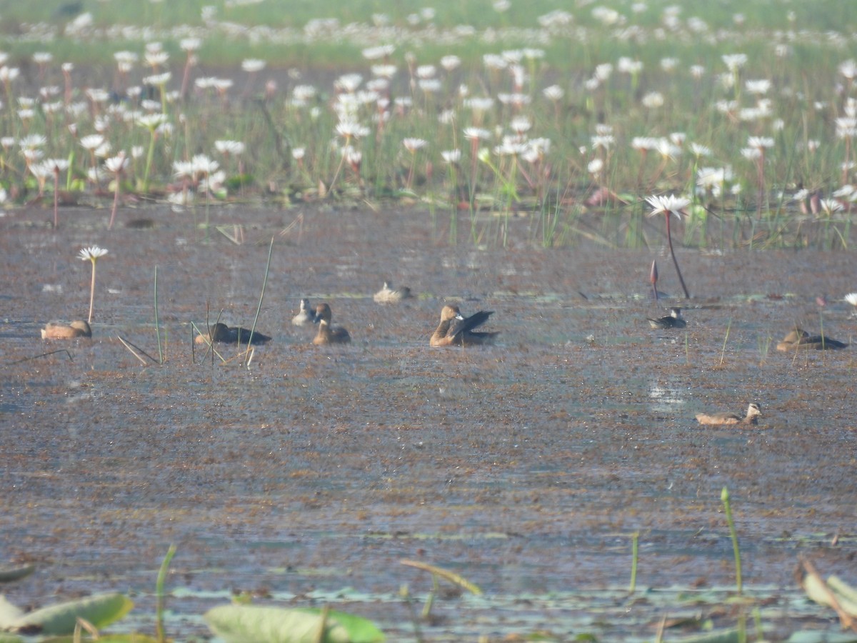 Lesser Whistling-Duck - ML646188018