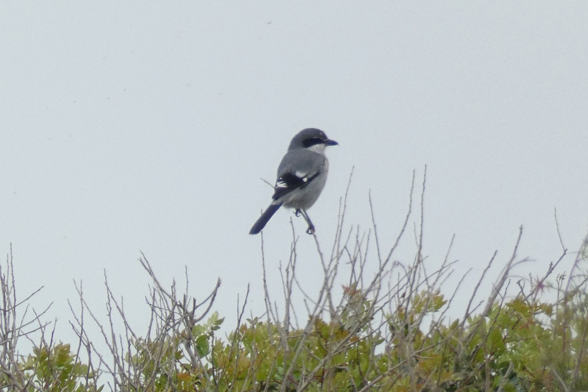 Iberian Gray Shrike - ML646188019