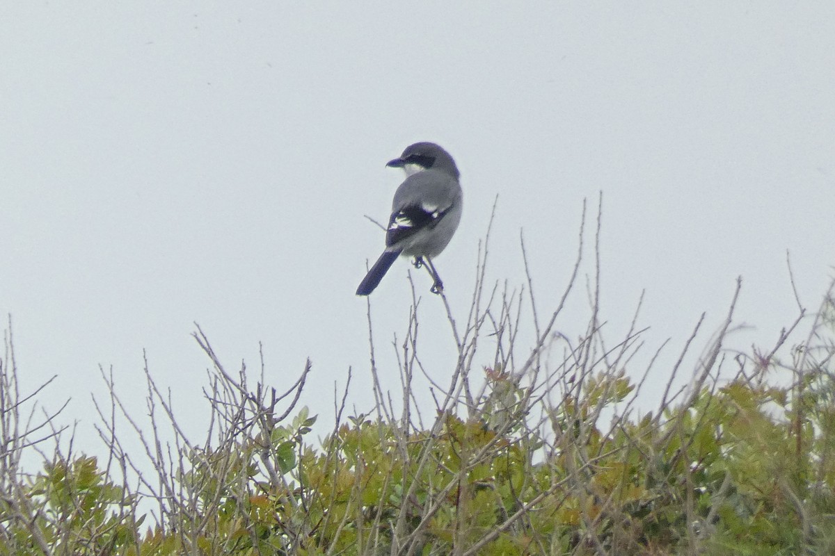 Iberian Gray Shrike - ML646188020