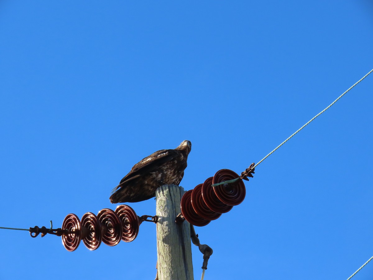 Bald Eagle - ML646188021