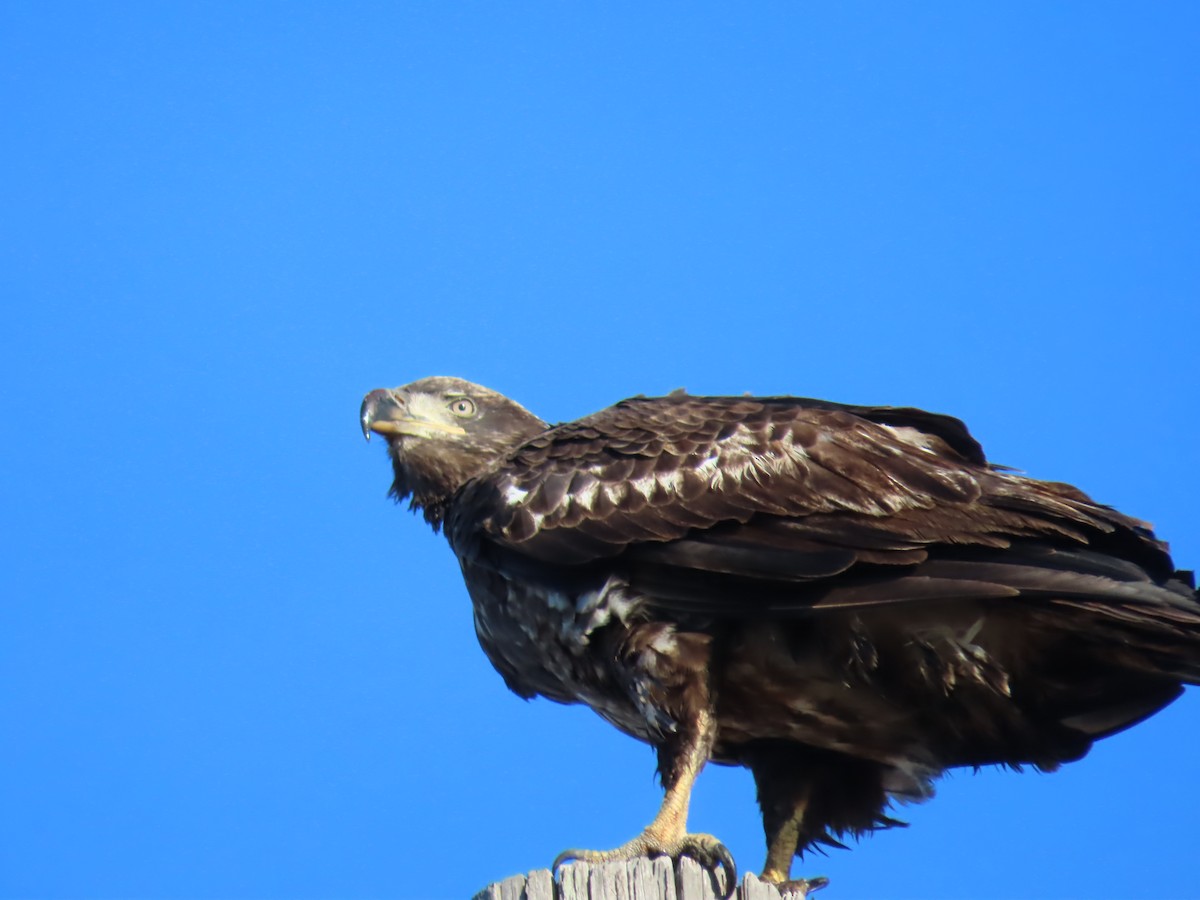 Bald Eagle - ML646188022