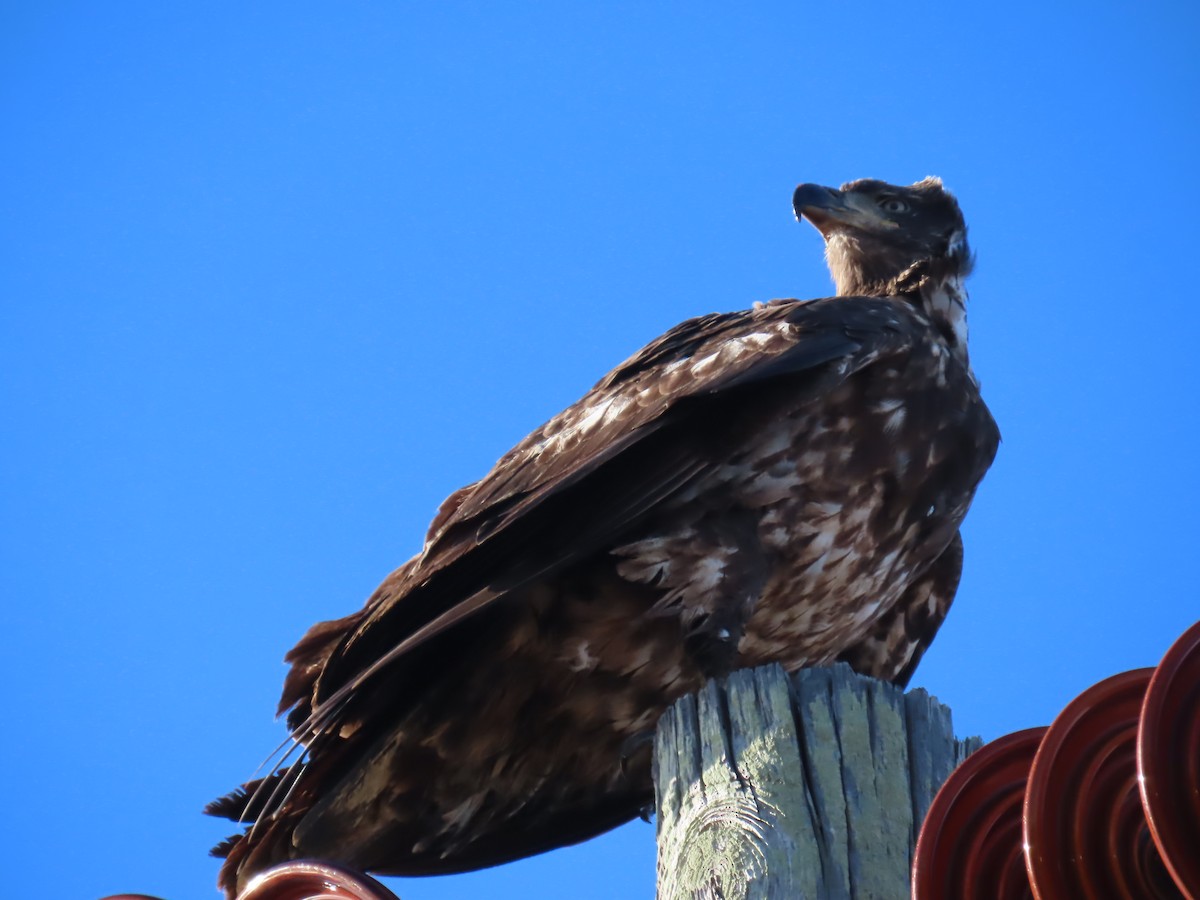 Bald Eagle - ML646188025