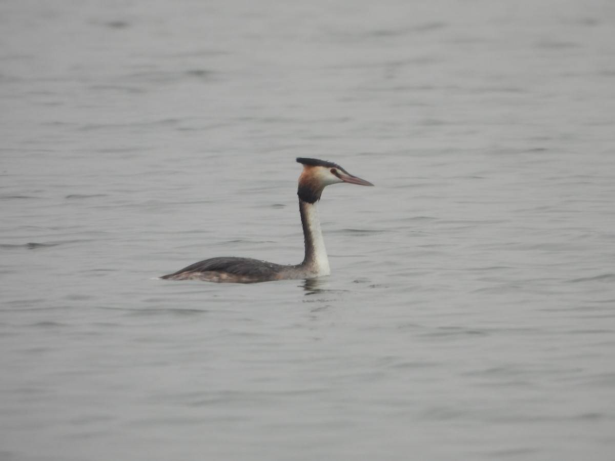 Great Crested Grebe - ML646188030