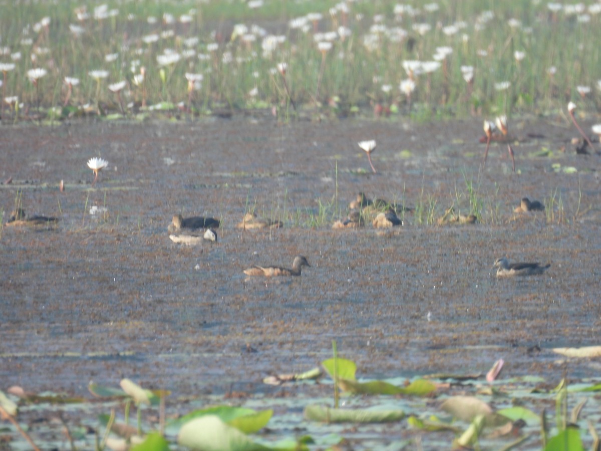 Cotton Pygmy-Goose - ML646188032