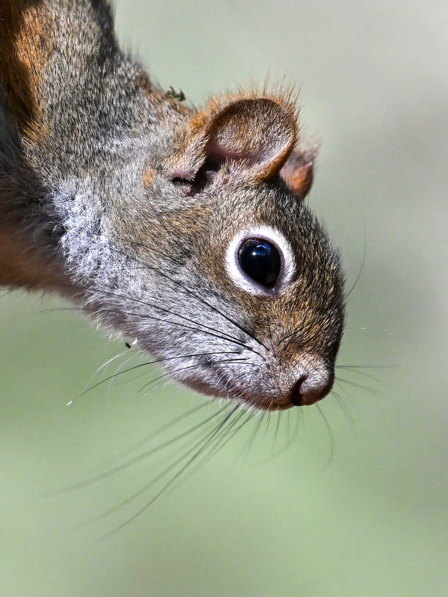 Scoiattolo volpe - ML646188033