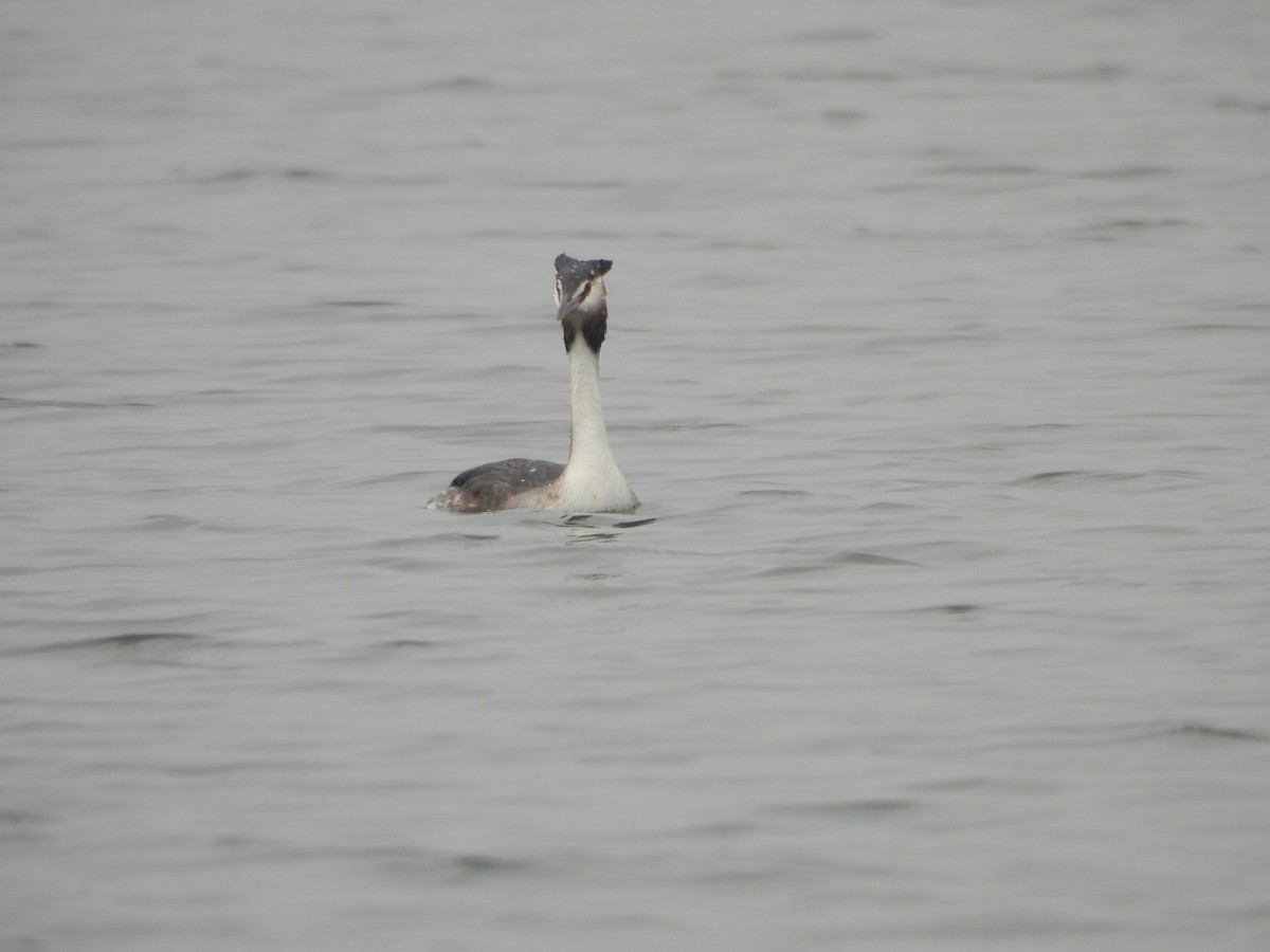 Great Crested Grebe - ML646188037