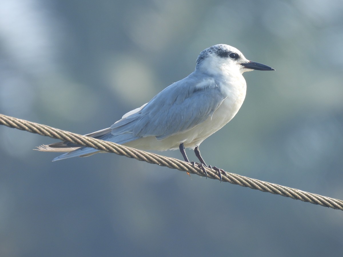 Whiskered Tern - ML646188040