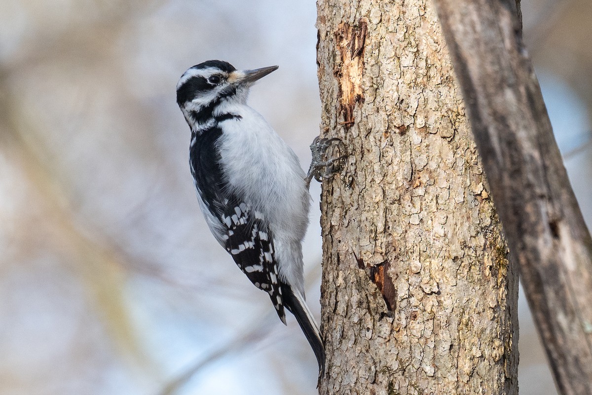 Hairy Woodpecker - ML646188041