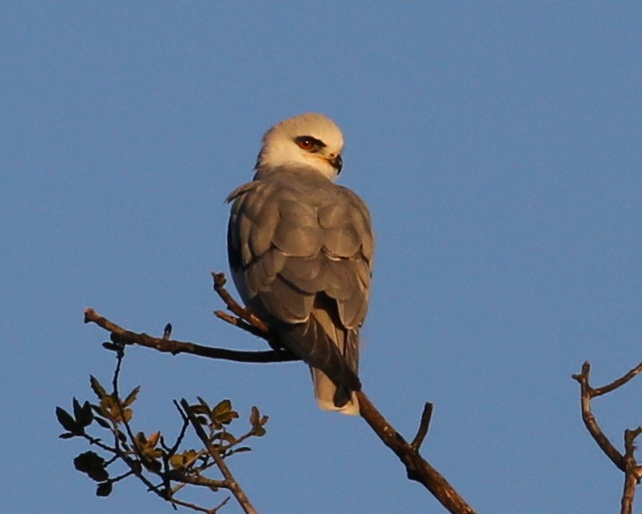 White-tailed Kite - ML646188043