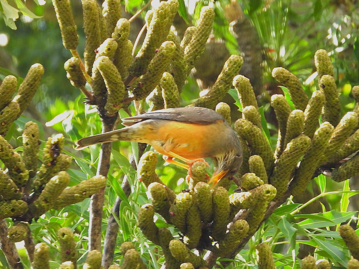 Olive Thrush - ML646188044