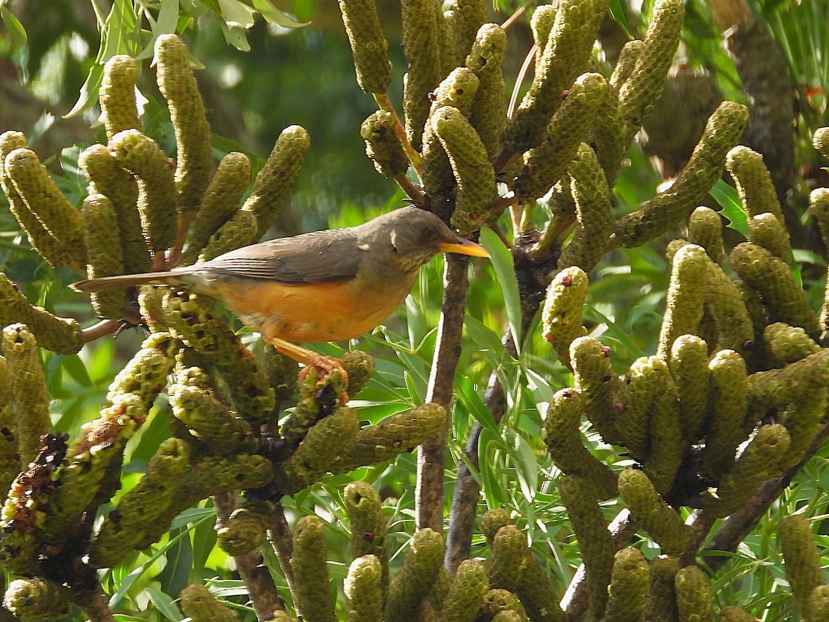 Olive Thrush - ML646188045