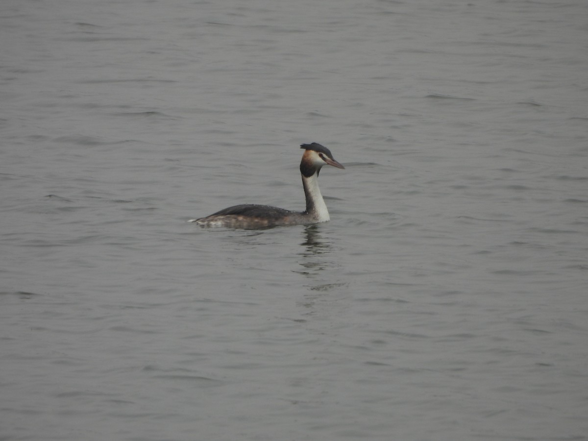 Great Crested Grebe - ML646188049