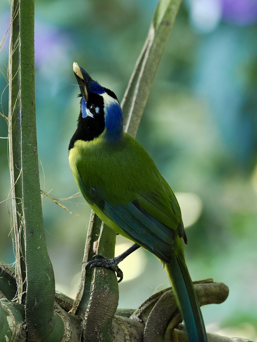 Geai vert - ML646188053