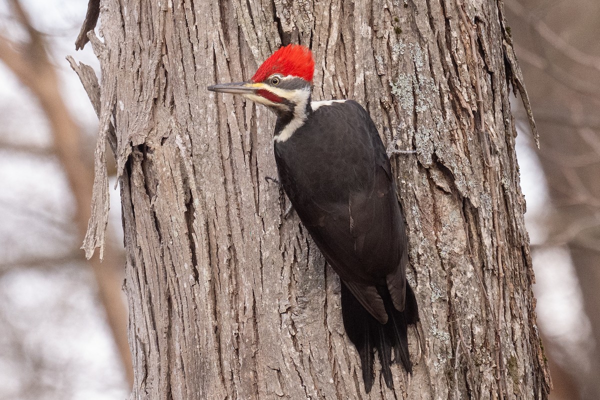 Pileated Woodpecker - ML646188054