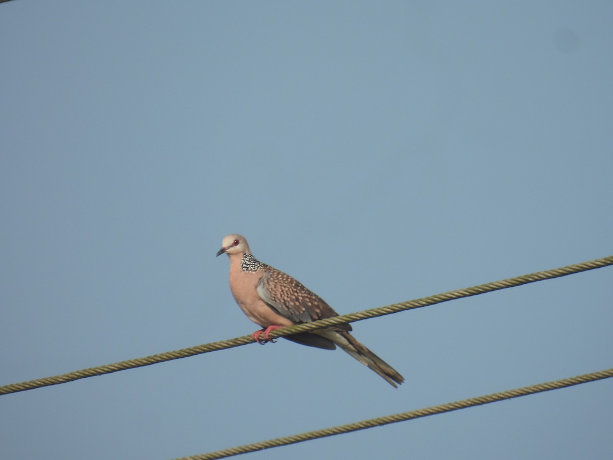 Spotted Dove - ML646188055
