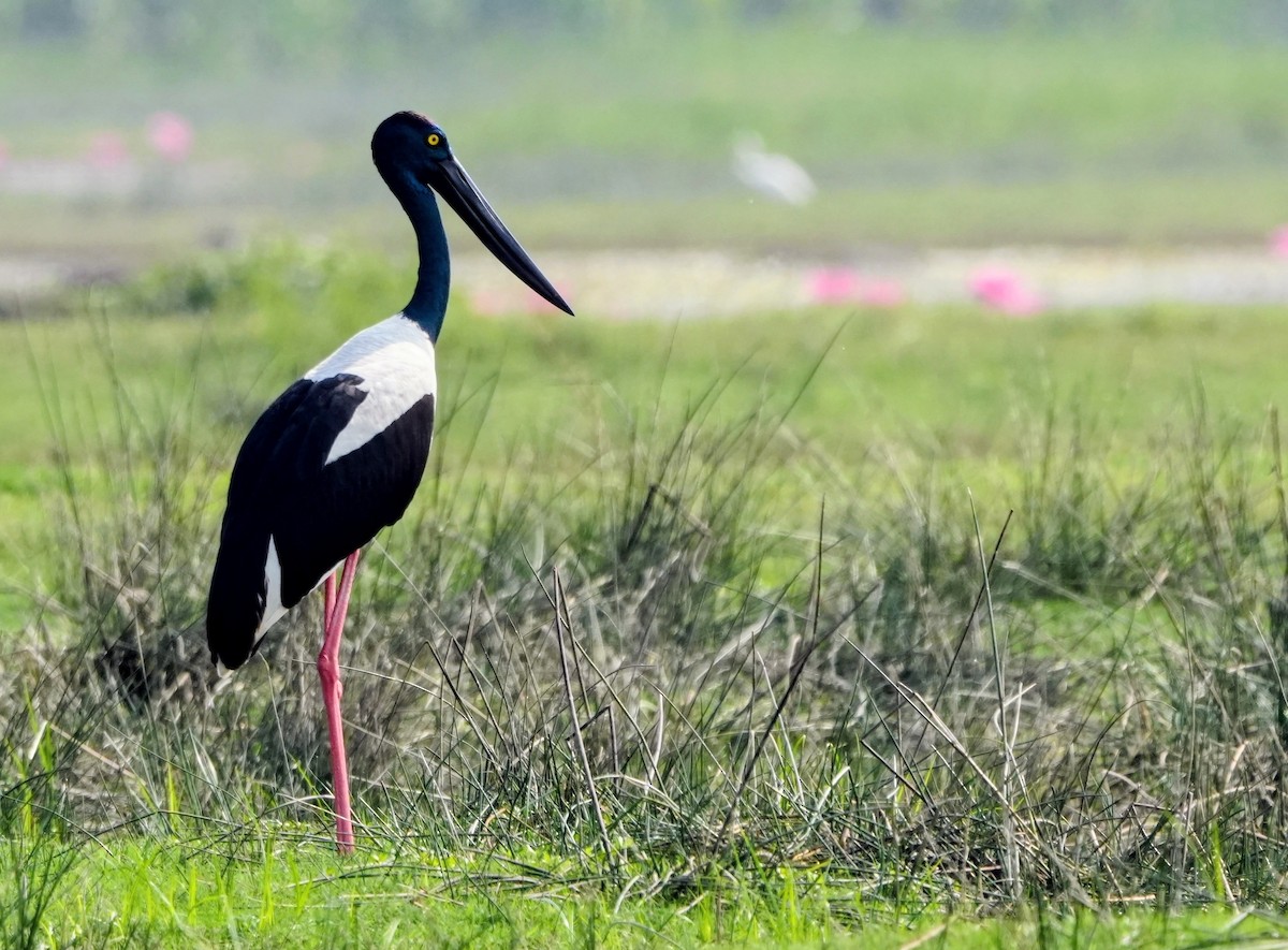 Jabirú Asiático - ML646188060