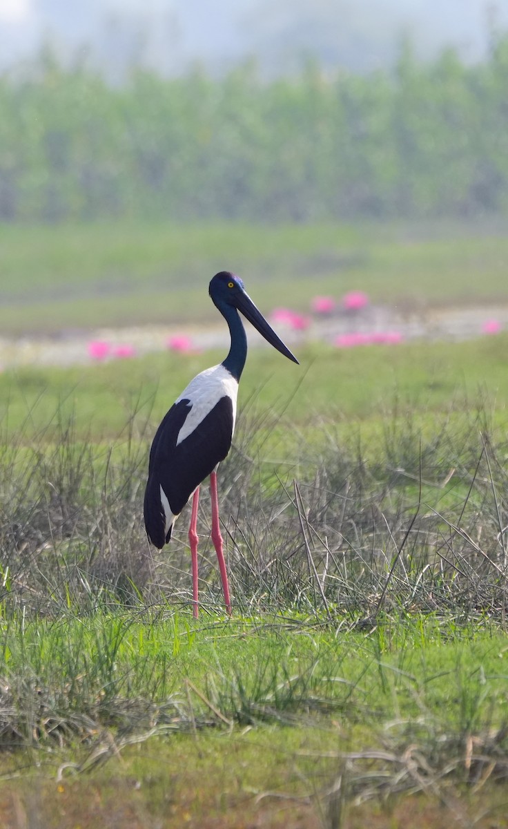 Jabirú Asiático - ML646188061