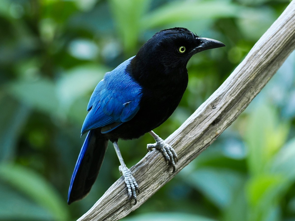 San Blas Jay - ML646188071