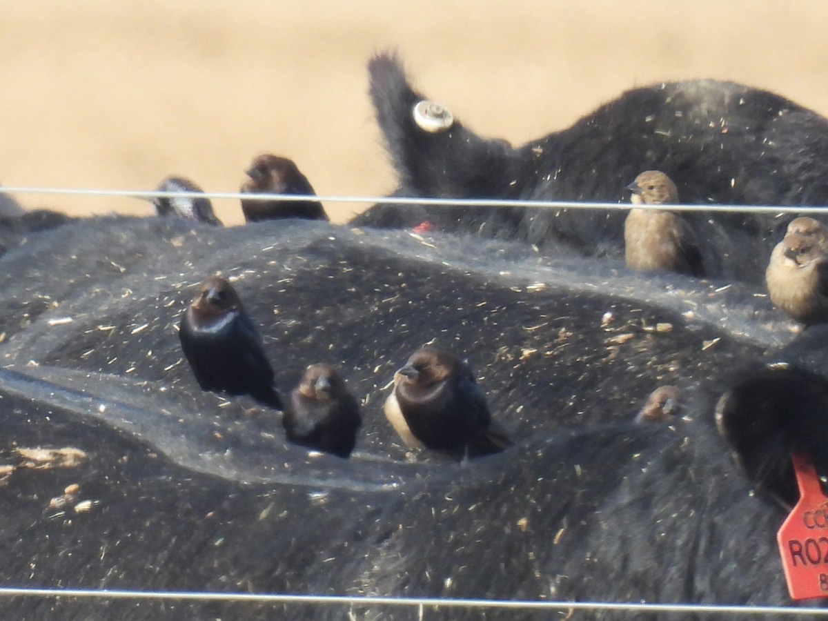 Коровий трупиал, буроголовый желтушник - ML646188073