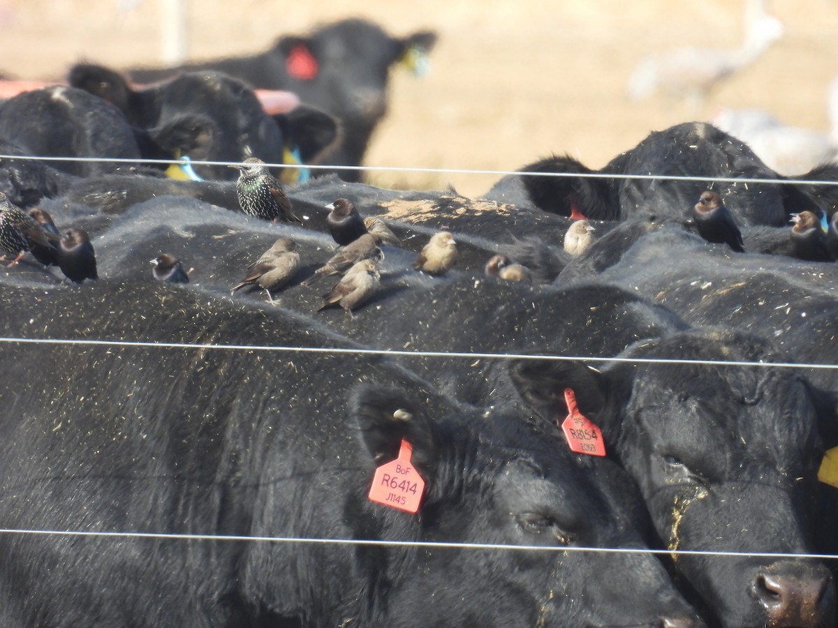 Коровий трупиал, буроголовый желтушник - ML646188074