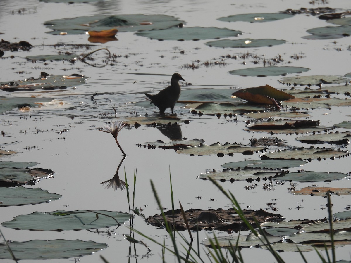 Baillon's Crake - ML646188075