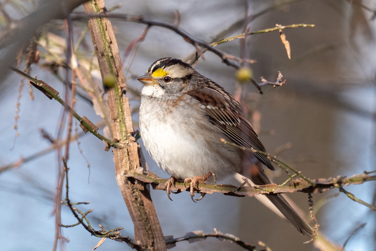 White-throated Sparrow - ML646188077