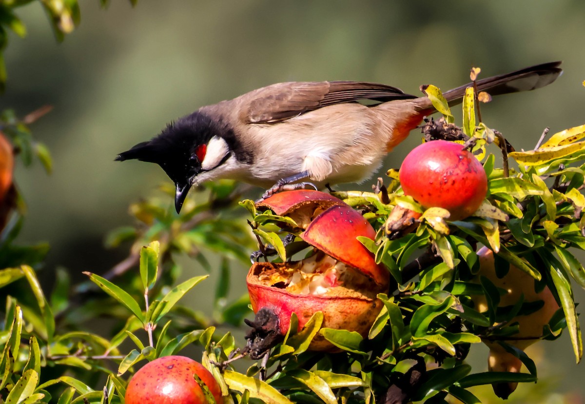 紅耳鵯 - ML646188081