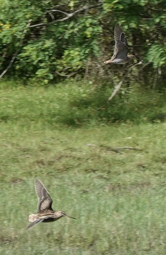 ハリオシギ - ML646188083