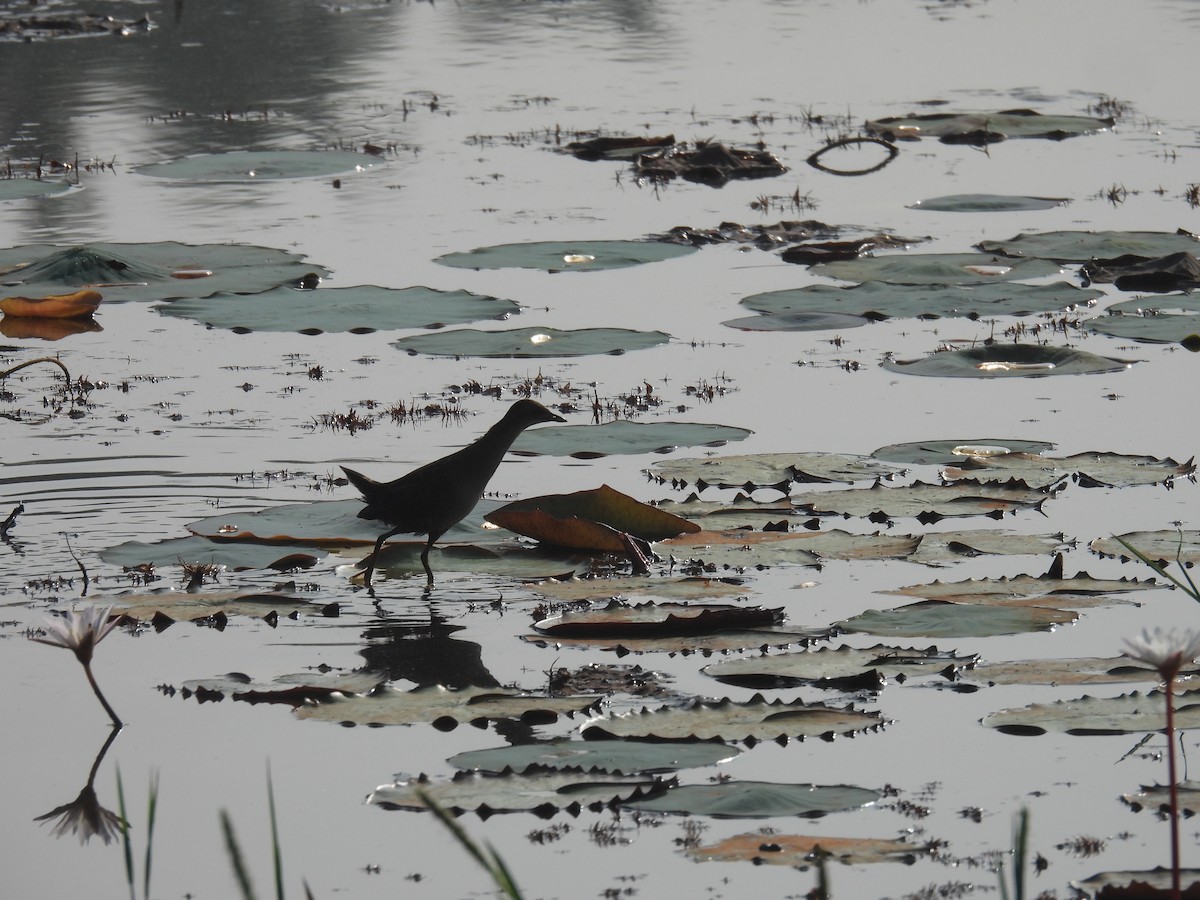 Baillon's Crake - ML646188084