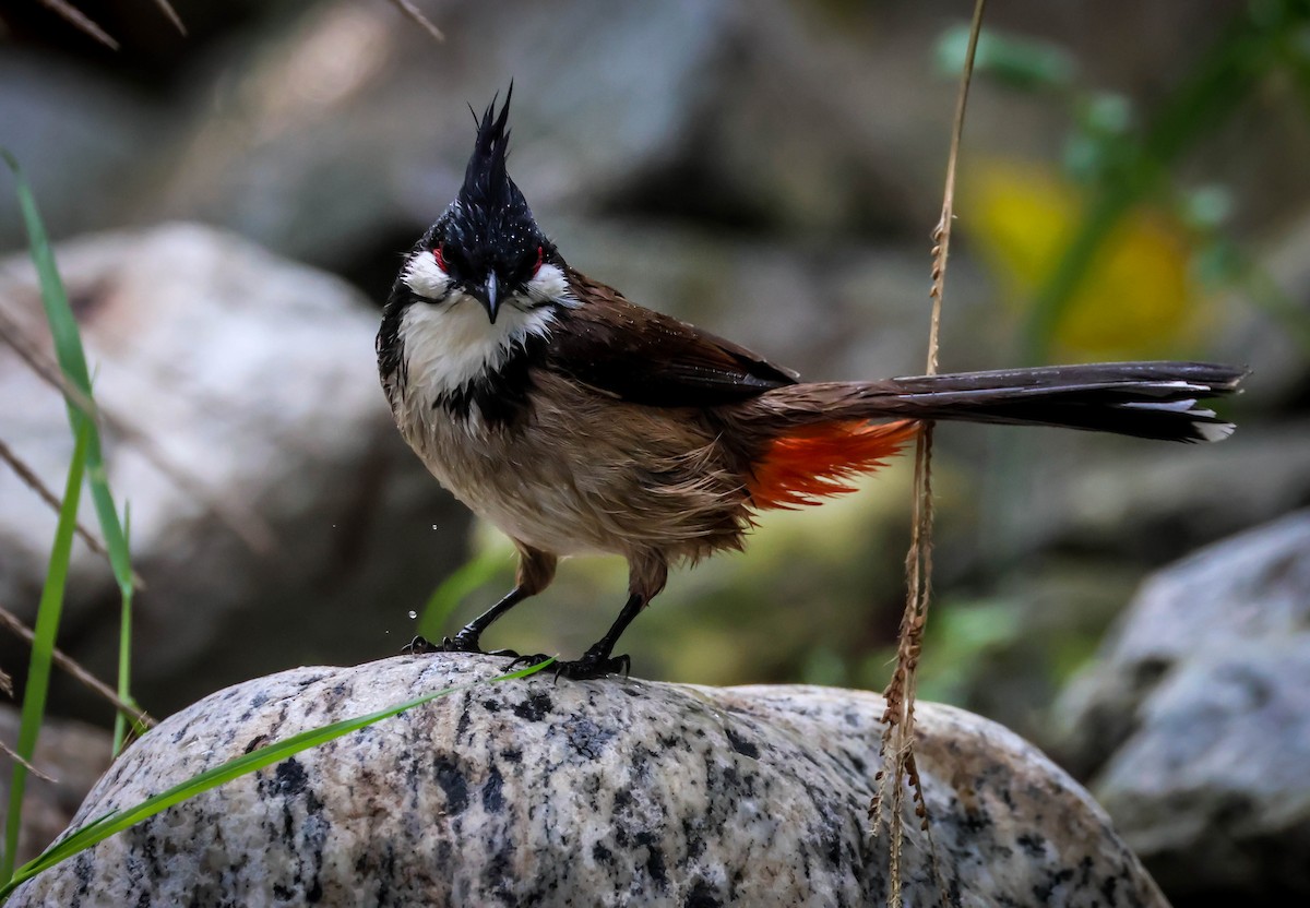 紅耳鵯 - ML646188090