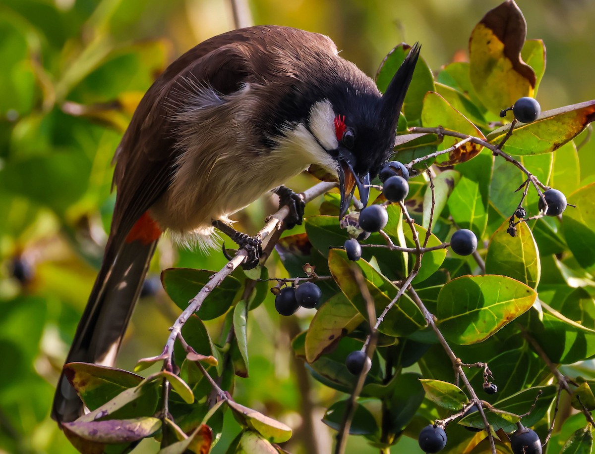 紅耳鵯 - ML646188091