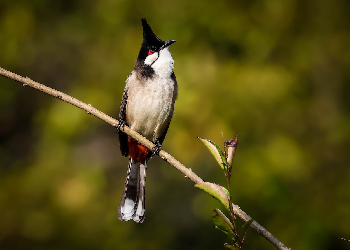 紅耳鵯 - ML646188096