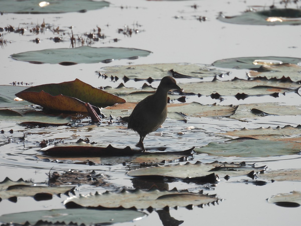 Baillon's Crake - ML646188098