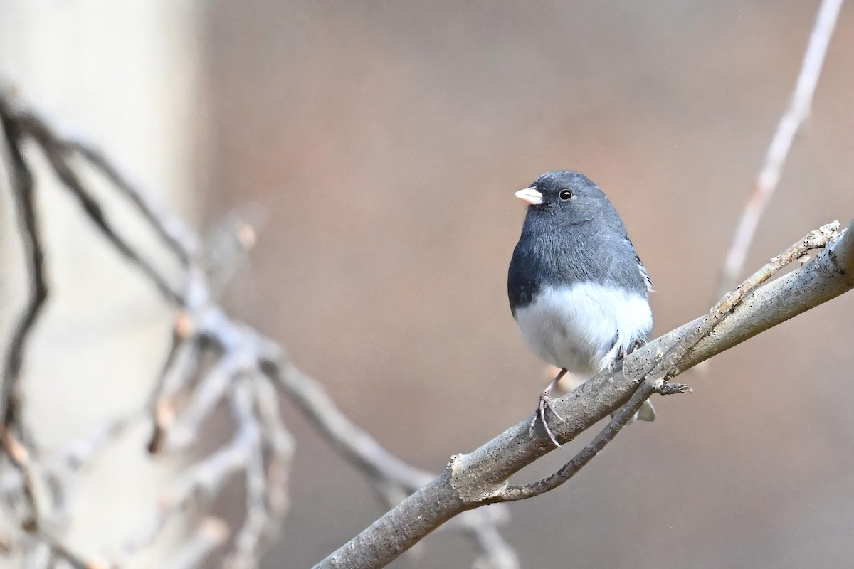 Dark-eyed Junco - ML646188099