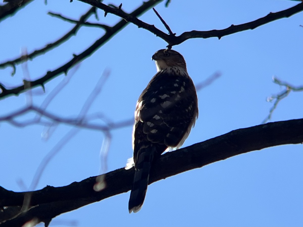 Cooper's Hawk - ML646188103