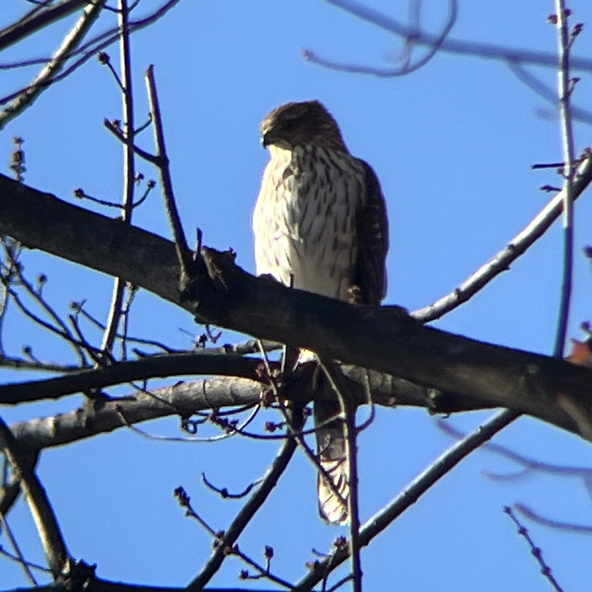 Cooper's Hawk - ML646188104