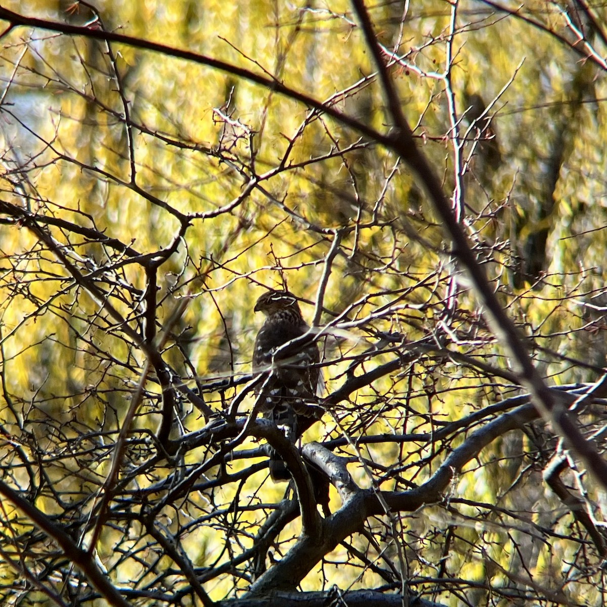 Cooper's Hawk - ML646188105
