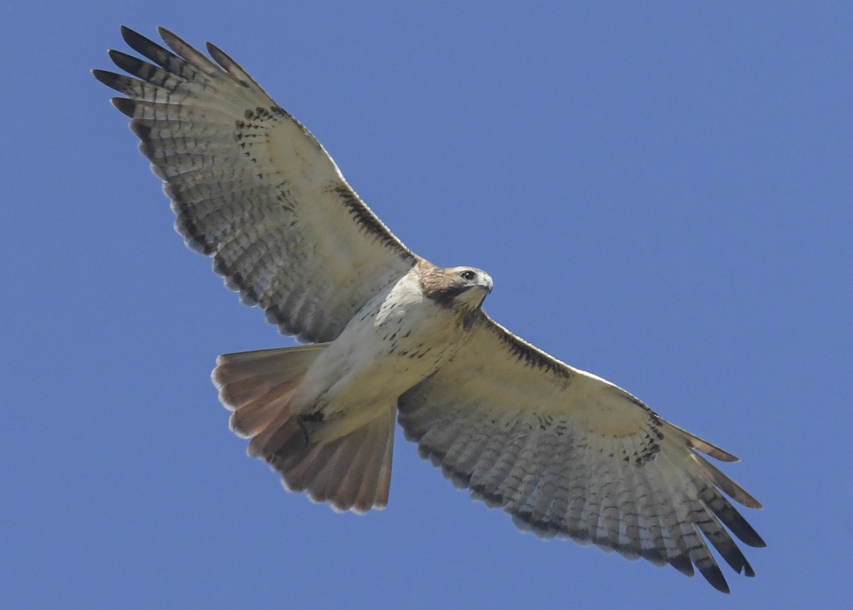 Red-tailed Hawk - ML646188106