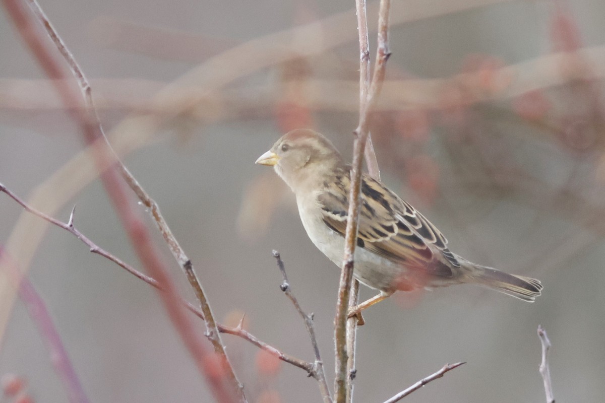 家麻雀 - ML646188107