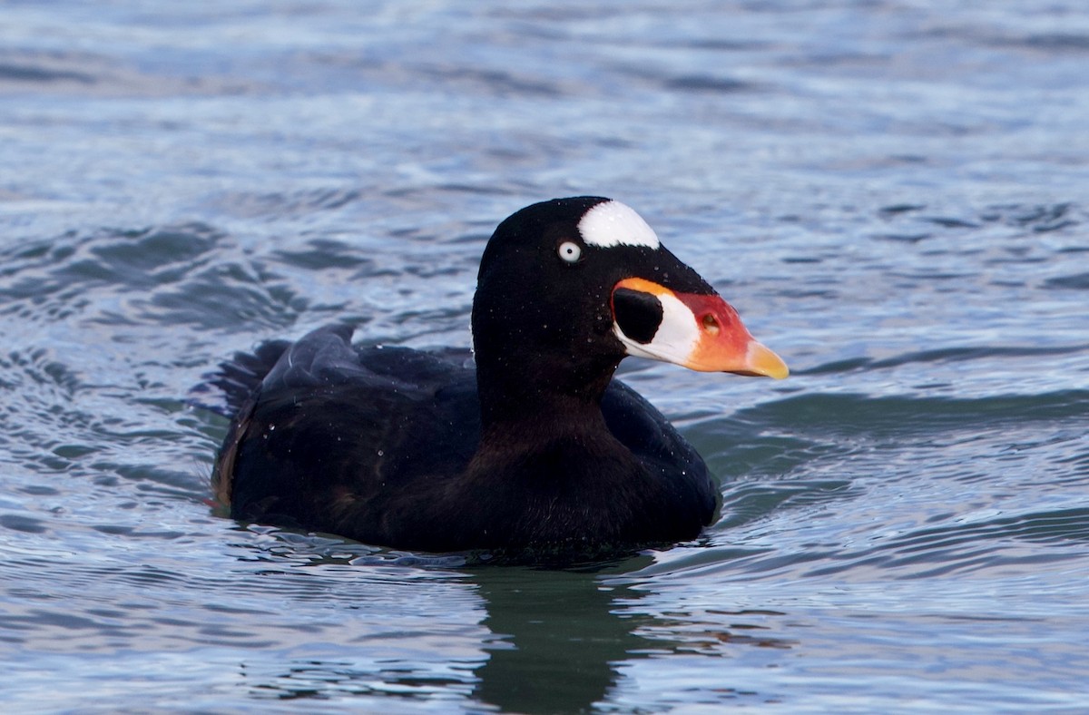 turpan pestrozobý - ML646188115