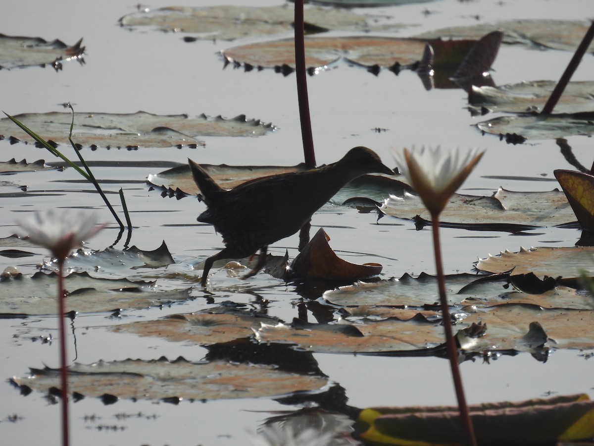Baillon's Crake - ML646188117