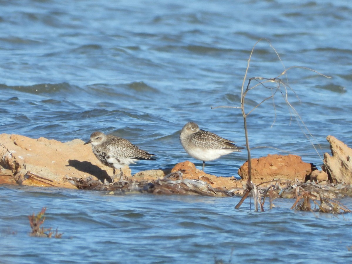 חופזי מנומר - ML646188118